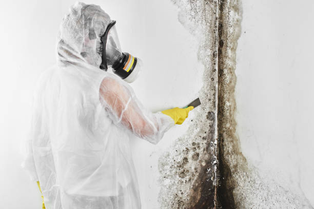 Best Local Mold Removal Service  in Minneola, FL