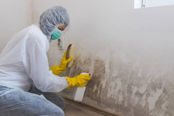 Best Mold Remediation  in Minneola, FL