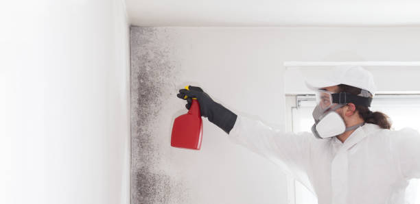Best Mold Damage Repair  in Minneola, FL