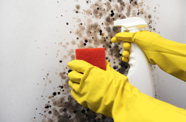 Best Mold Testing  in Minneola, FL
