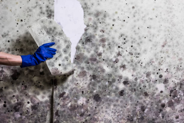 Best Crawl Space Mold Removal  in Minneola, FL